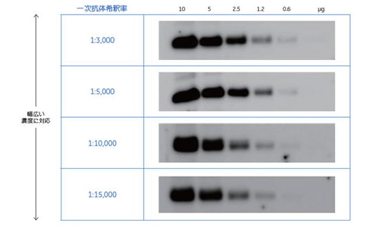 一次抗体を3,000 〜15,000倍に希釈したウェスタンブロッティング検出例 どの濃度でもバンドをクリアに検出。