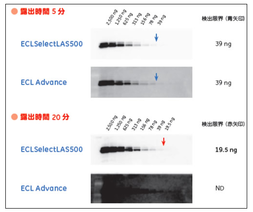 同社旧製品ECL Advance検出試薬とECLSelectLAS500システムの検出感度比較 ECLSelectLAS500システムでは20分の露出時間で19.5 ng(赤矢印)のバンドまで確認。
