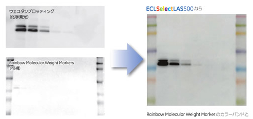左(従来):別のモードで撮影した画像を重ね合わせ。Rainbow Molecular Weight Markersも白黒表示(下画像) 右(ECLSelectLAS500システム):カラーバンドとウェスタンブロッティングバンドを一枚の画像として取得。分子量で7色に色分けされた軸上にバンドが表示されるため、分子量を容易に判別可能