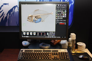 3D摜