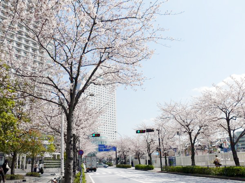 みなとみらい駅からパシフィコ横浜までの桜並木寒さが続いているおかげでまだ満開です。